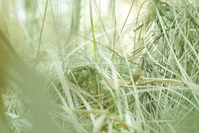 Is Wheatgrass Gluten-Free?