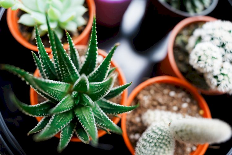 Aloe Vera: Amazing benefits and how it is useful?